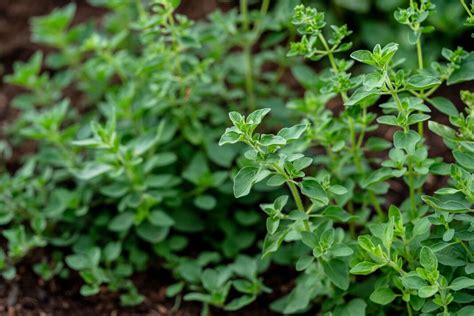 Image result for Java Spring Framework