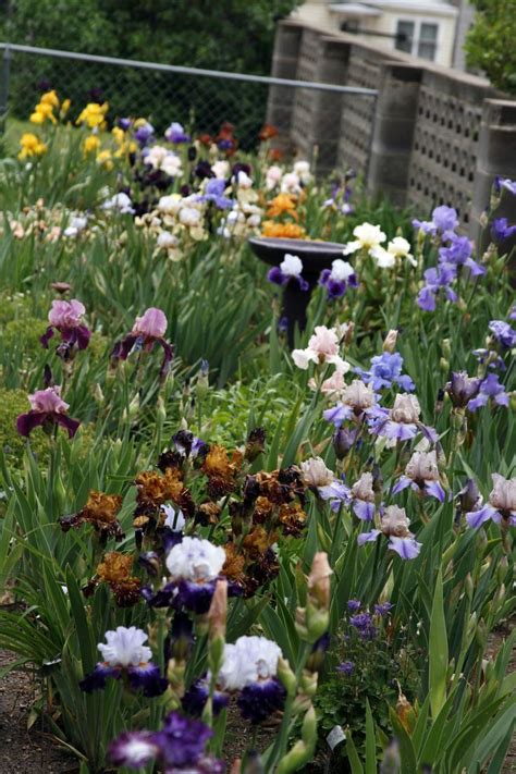 Image result for Iris Form Classification Example