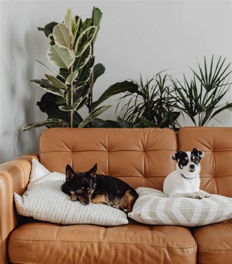 11 Best Pet-Friendly Fabrics for Furniture - Bark and Chase