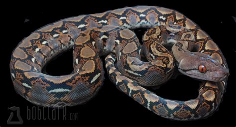 Image result for Normal Reticulated Python