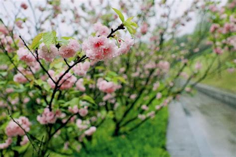 樱花雨下浪漫时刻 上海6个赏樱地推荐