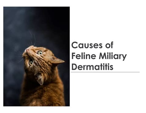 Causes of Feline Miliary Dermatitis | PPT