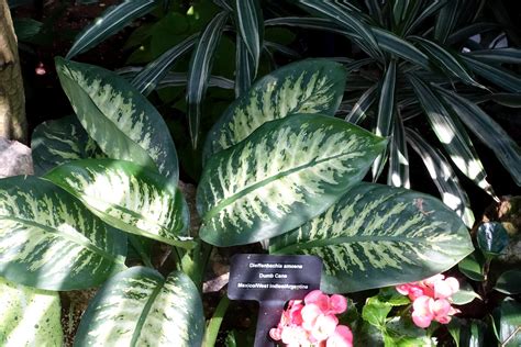 What Indoor Plants Do Well In Shade - www.inf-inet.com