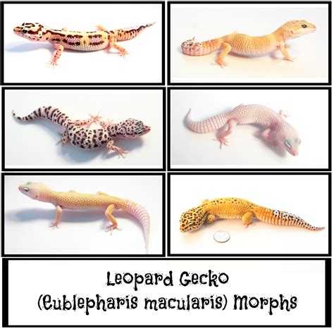 Most Popular Leopard Gecko Morphs | Backwater Reptiles Blog