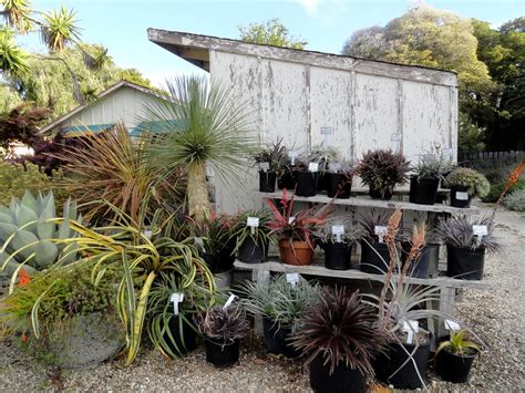 danger garden: Visiting San Marcos Growers