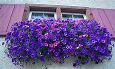 fiori perenni da vaso fiori da balcone perenni con piante da fioriera e piante fiori perenni da vaso fiori da balcone perenni con piante da fioriera e piante