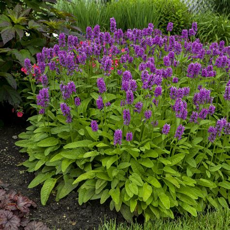 Stachys "Hummelo:" A Must Have For Your Garden - Blog - Embassy ...