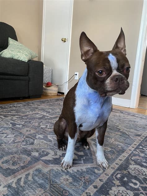 Undescended testicle : r/BostonTerrier