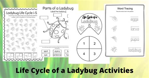 Ladybug Life Cycle - Worksheets Library