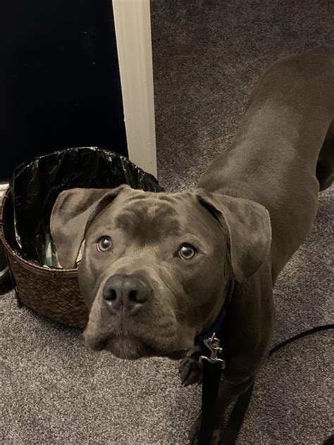 Blue Cane Corso Pitbull Mix