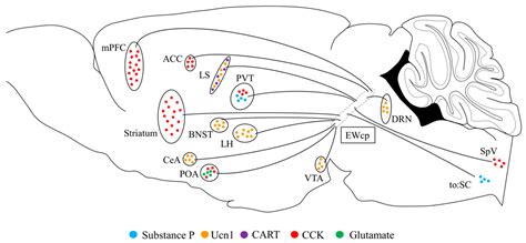 Involvement of Centrally Projecting Edinger-Westphal Nucleus ...