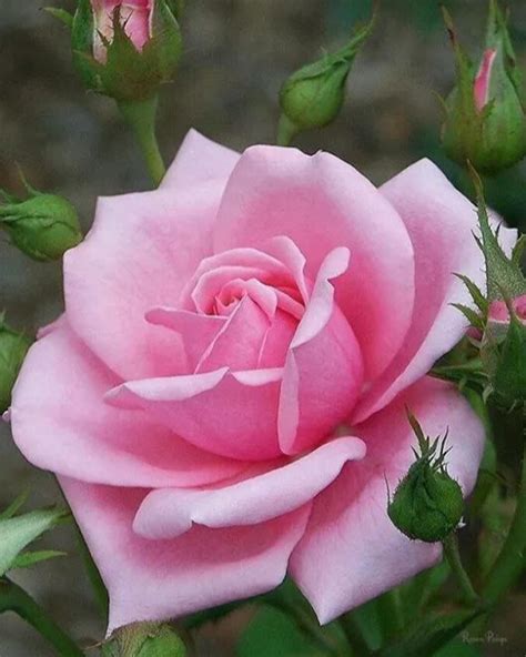 Linville Memorial Funeral Home