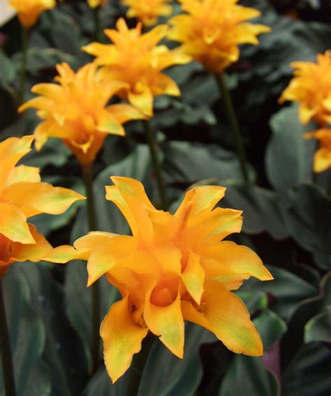 Best indoor flowering plants: 10 pretty blooms to grow | Homes and Gardens