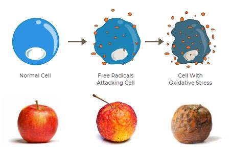 Image result for Free Radical Explain It