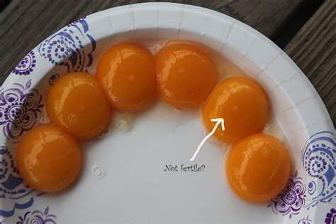 How To Tell If An Egg Is Fertilized Chicken at Freddy Tammie blog