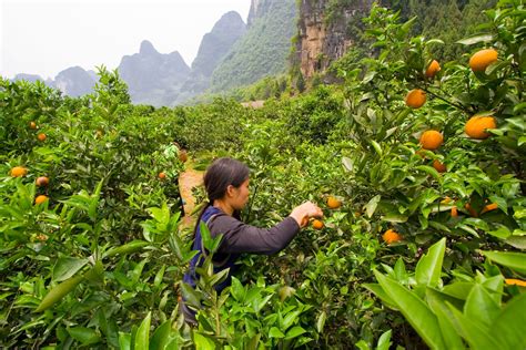 Chinese Agriculture