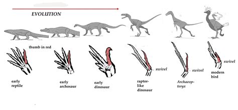 history of lizards - LOVELY LIZARDS