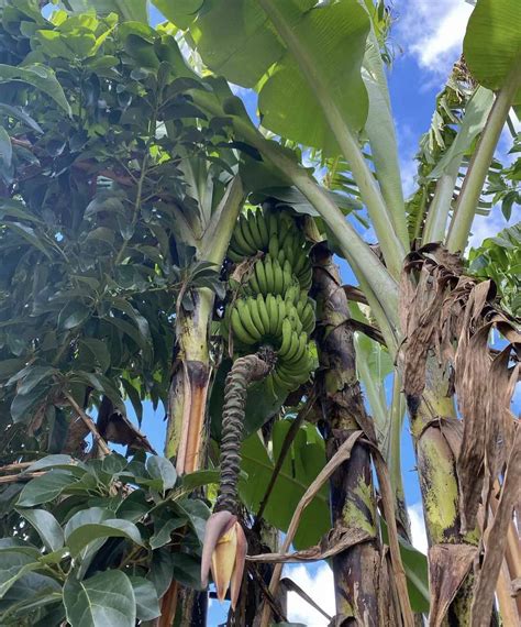 Gros Michel Banana Grow Guide - Tropical Tree Guide