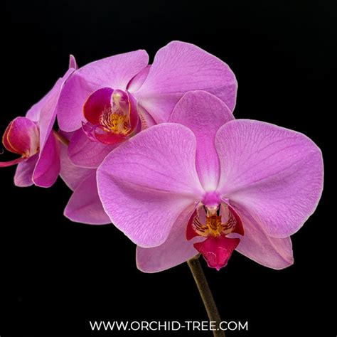 Buy Phalaenopsis Orchids Online India | Moth Orchid Colors Flower ...