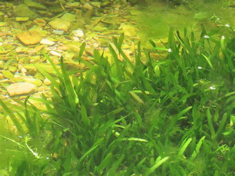 Vallisneria Nana – The Perfect Blend of Elegance and Utility for Your Aquarium - AllAquariumFish.com