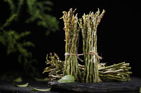 广东石斛(Dendrobium wilsonii)拉丁名学名属名科名植物生活型图片