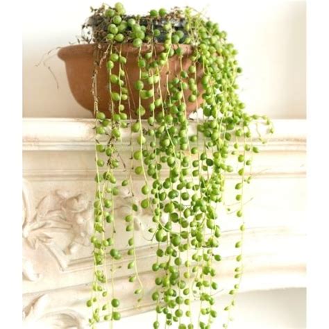 Image result for How to String Pearls