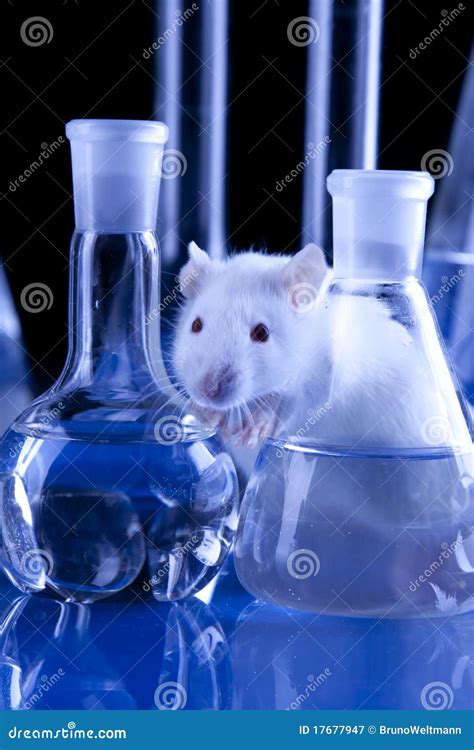 Image result for Lab Rats Simulation