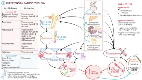 Pathophysiology Of Hypertension Hypertension: Symptoms And Causes