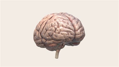 Image result for Brain Machine Learning Vector