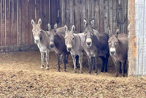 Almost SALE TIME: Breeders Classic Miniature Donkey Sale, GauxPro ...