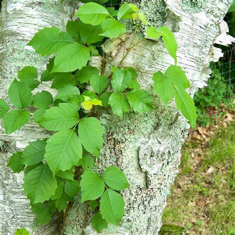 Poison Ivy Plant Rash