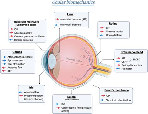 Frontiers | Biomechanical homeostasis in ocular diseases: A mini-review