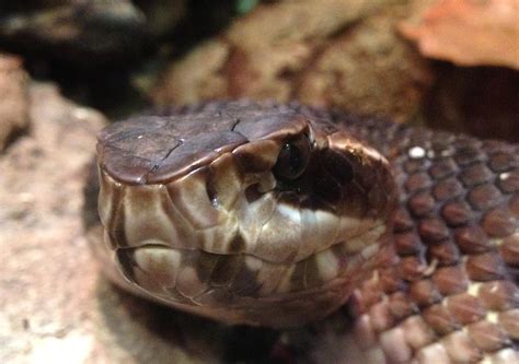 Free picture: cottonmouth, snake, head, water, moccasin, reptile