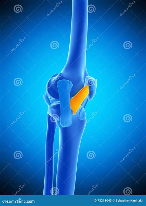The Medial Patellar Ligament Stock Illustration - Illustration of medical, tendon: 73211043