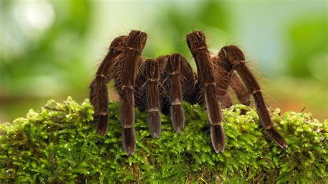 How Long Have Spiders Been On Earth | Detroit Chinatown