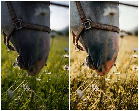 Equine Lightroom Presets | Warm Horse Photography (desktop & Mobile) - Etsy