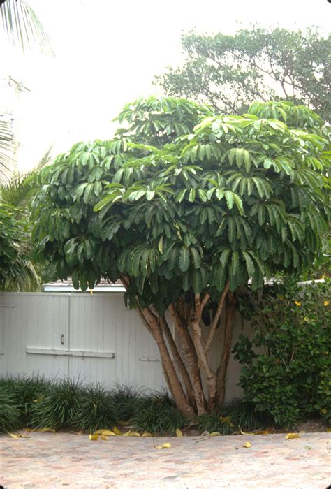 Schefflera Tree Invasive Florida 的图像结果