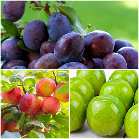 Plum Tree Types 的图像结果