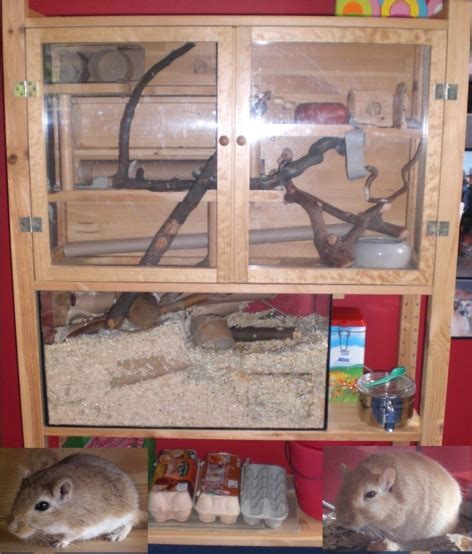 Rennmaus Stall Unterkunft Käfig abzugeben in Anröchte | Tiere ...