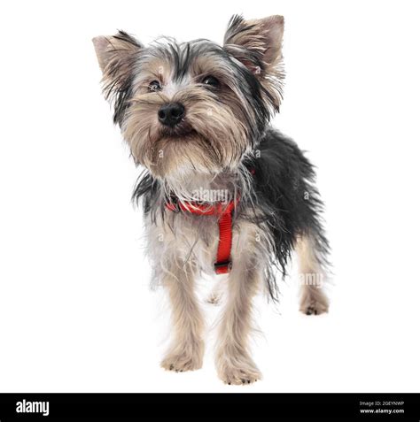 Yorkshire Terrier All Black
