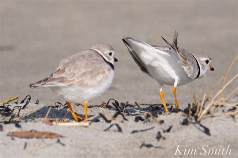 THE GOOD HARBOR BEACH PARKING LOT PLOVERS – The story of a remarkably ...