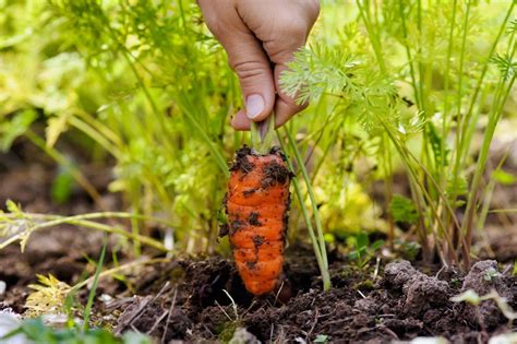Carrot Harvest Time – How And When To Pick Carrots | Gardening Know How