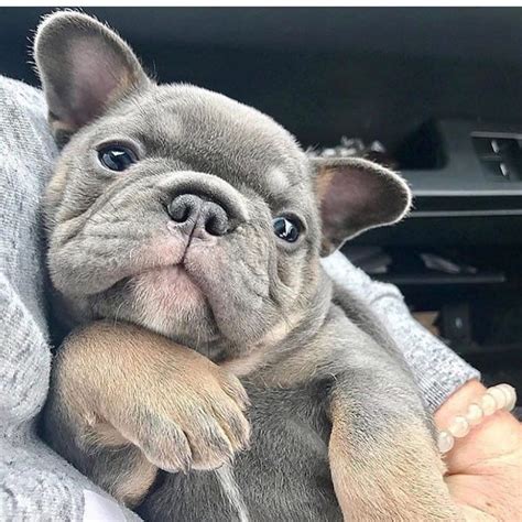 Grey Bulldog Puppy at David Rachael blog