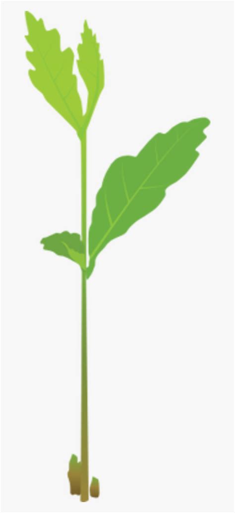 Image result for Sapling Transparent