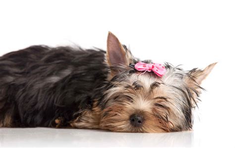 Yorkshire Terrier Price in India | Appearance and Characteristics