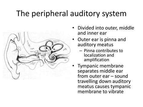 Peripheral Auditory System 的图像结果