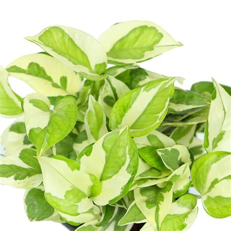 Plants, Pots, Tools & Accessories - Online Garden Store | Urban Plant