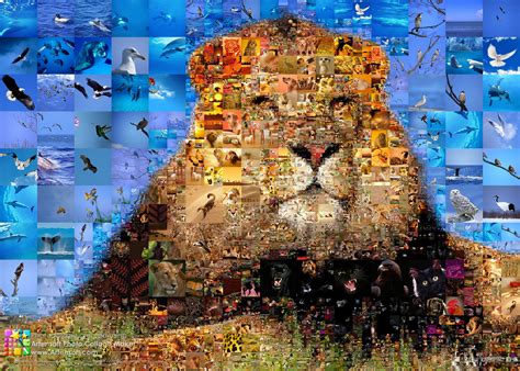 Animals Collage Pictures