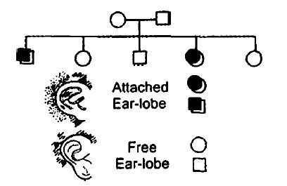 Given below is pedigree chart of a family with five children