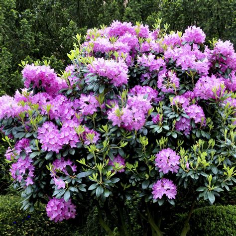 Rhododendron ’Roseum Elegans’ - Gartnerhallen A/S